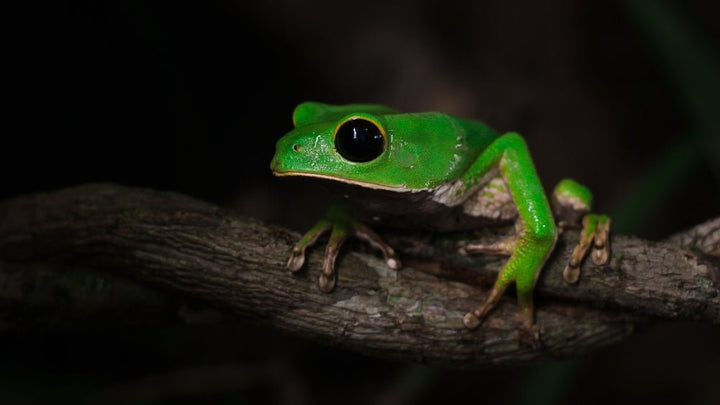MY TRANSFORMATIVE EXPERIENCE WITH KAMBO- THE AMAZONIAN FROG MEDICINE